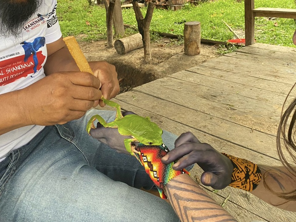 The Phyllomedusa bicolour frog