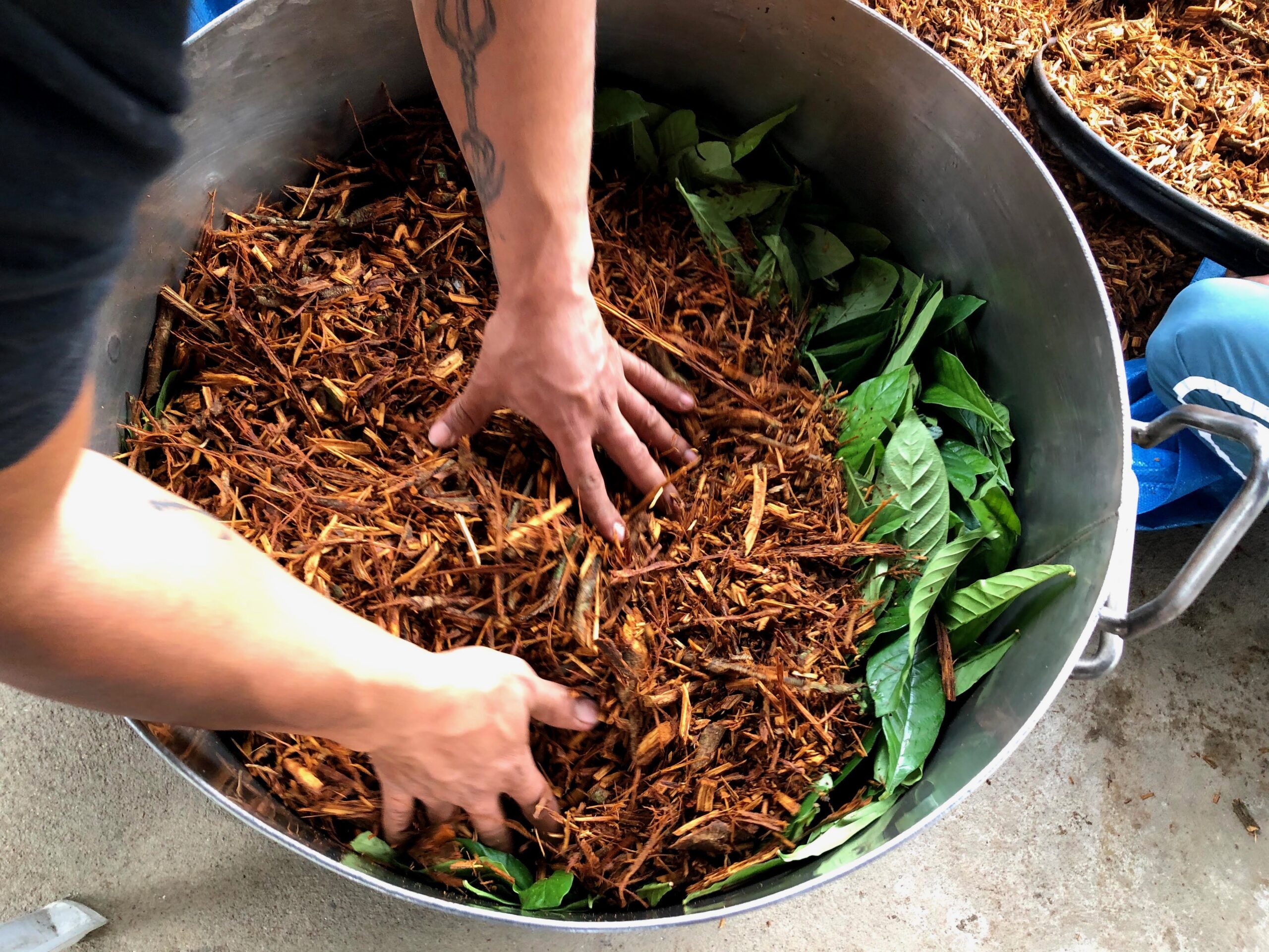 Ayahuasca