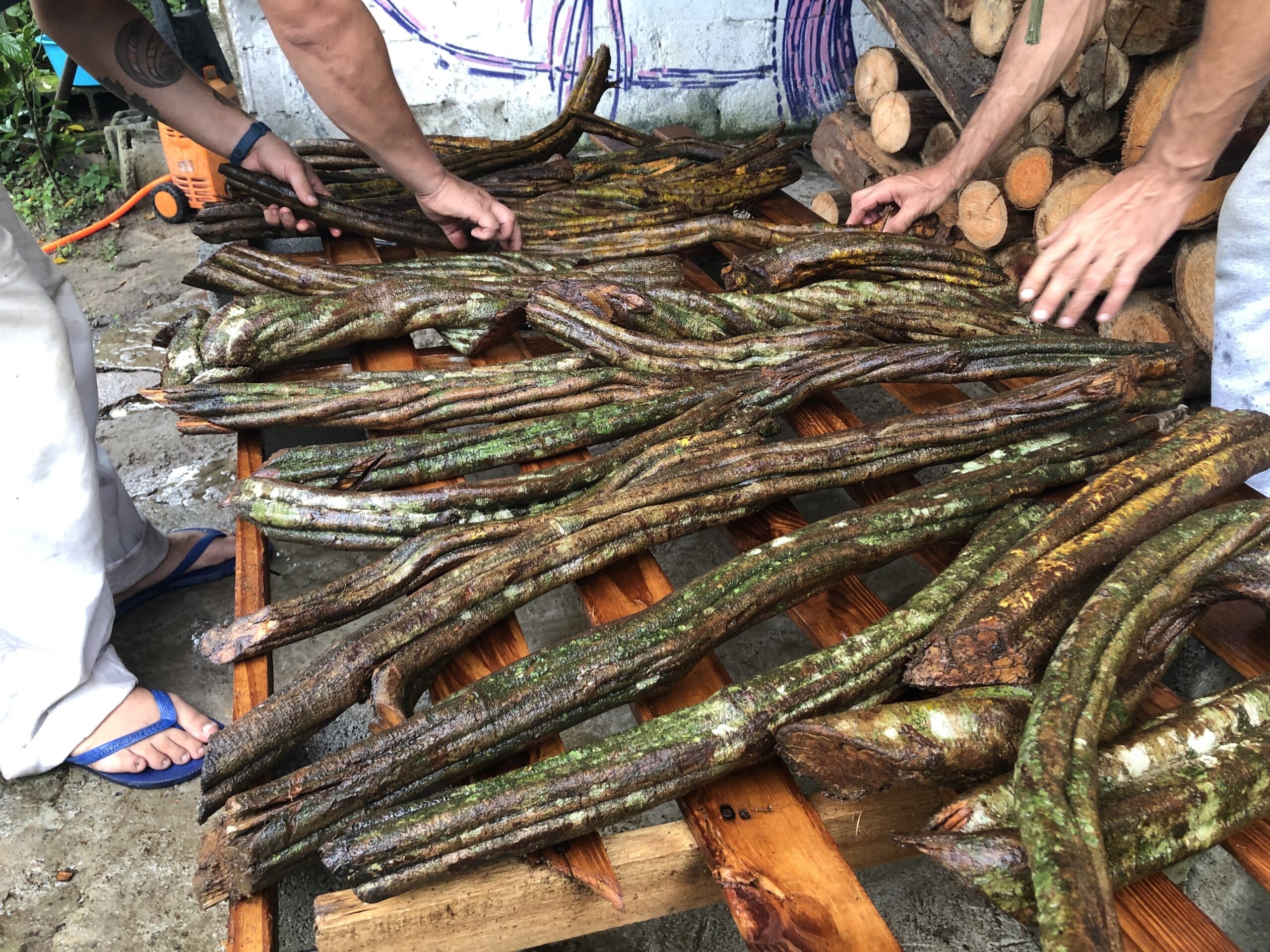The harvested jagube vine