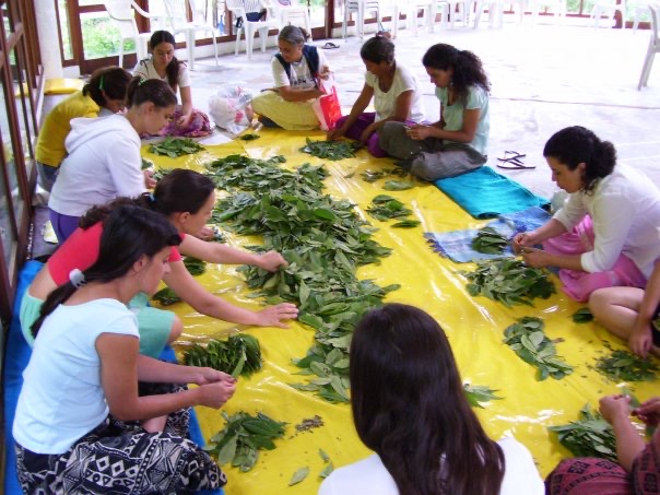 Women sorting the rainha leaves