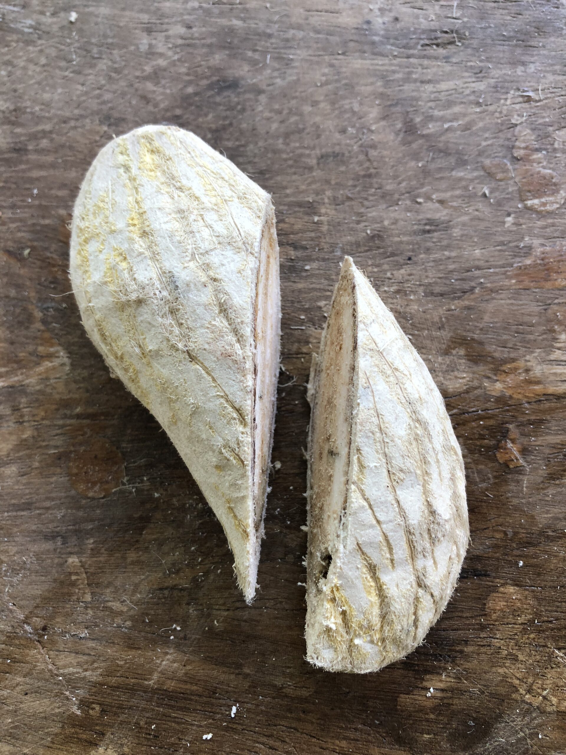 Drying the seed