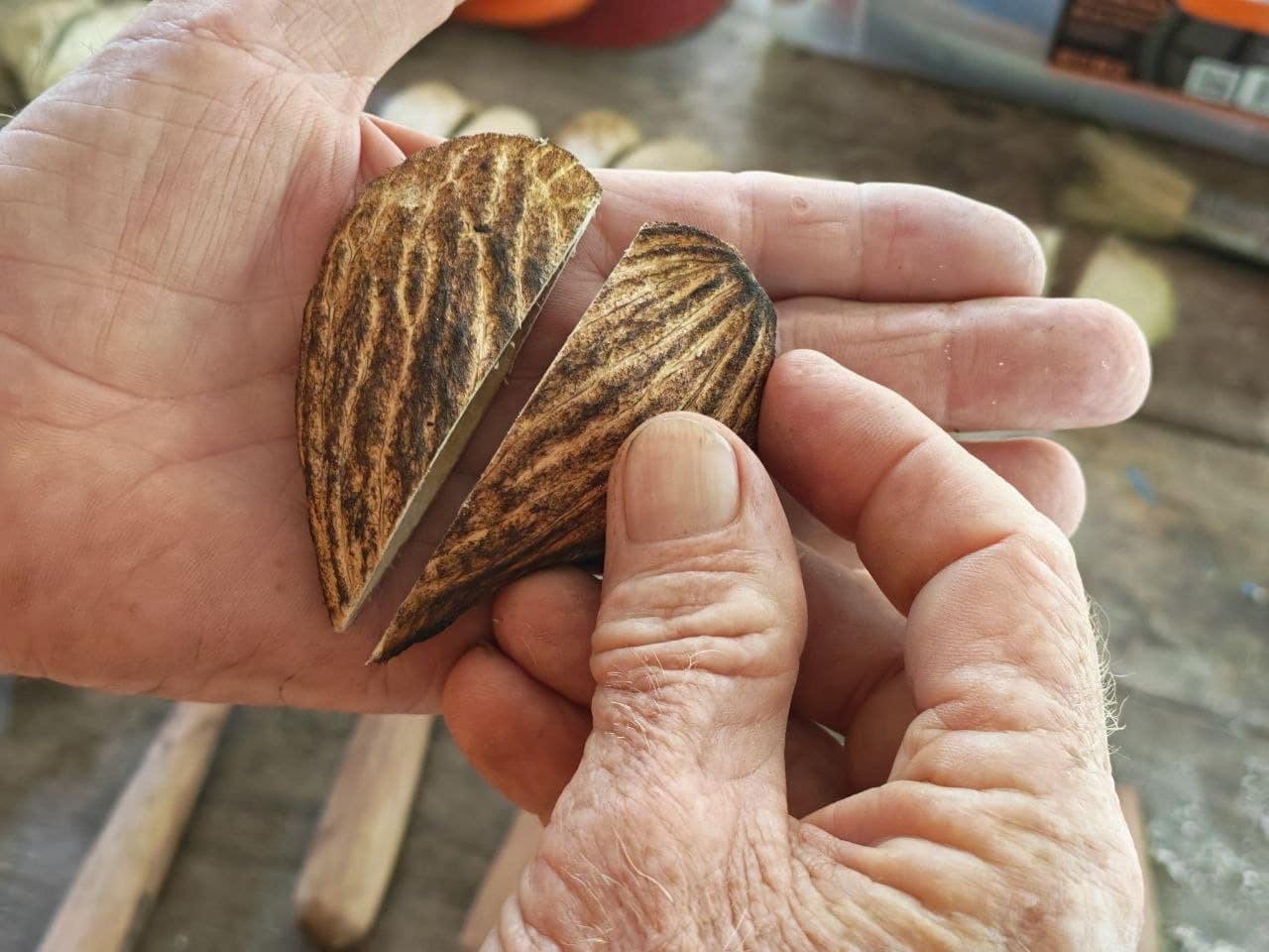 Two hands holding the two cut seed halves showing the heart shape