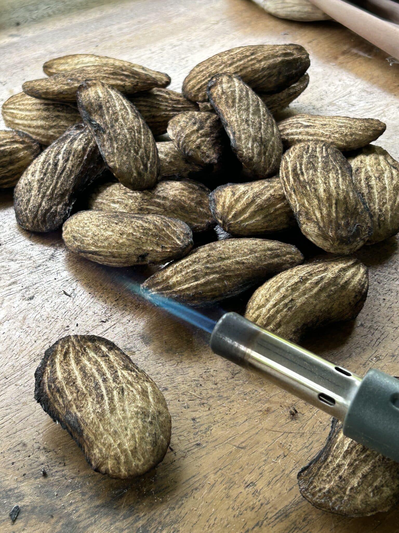 Mango seeds drying