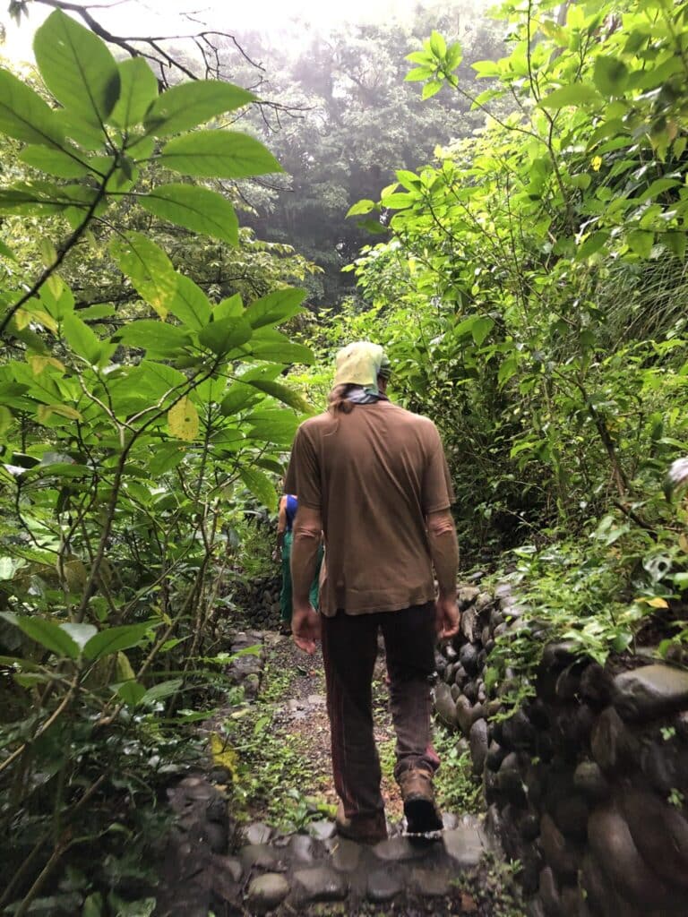 A path through the forest
